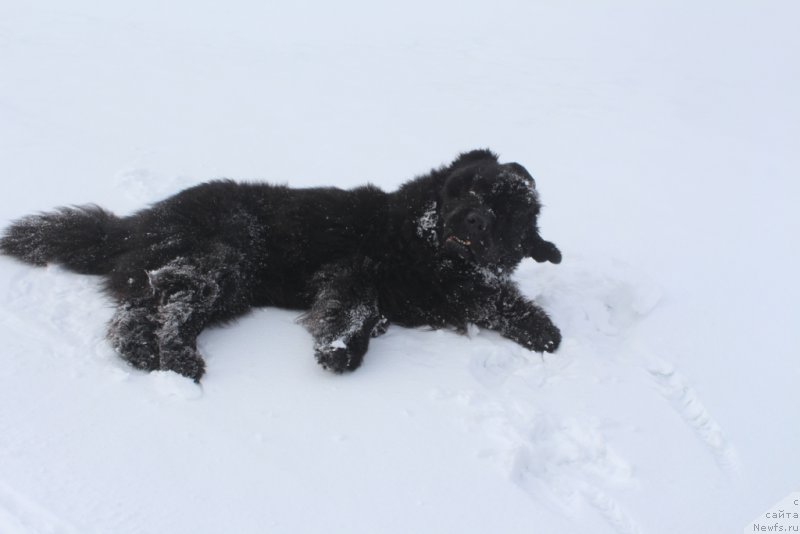 Фото: ньюфаундленд Beguschaya po Volnam Zero Kool (Бегущая по Волнам Зеро Коол)