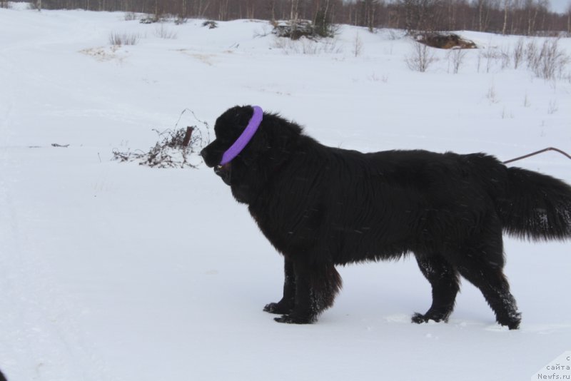 Фото: ньюфаундленд Daymond King (Даймонд Кинг)