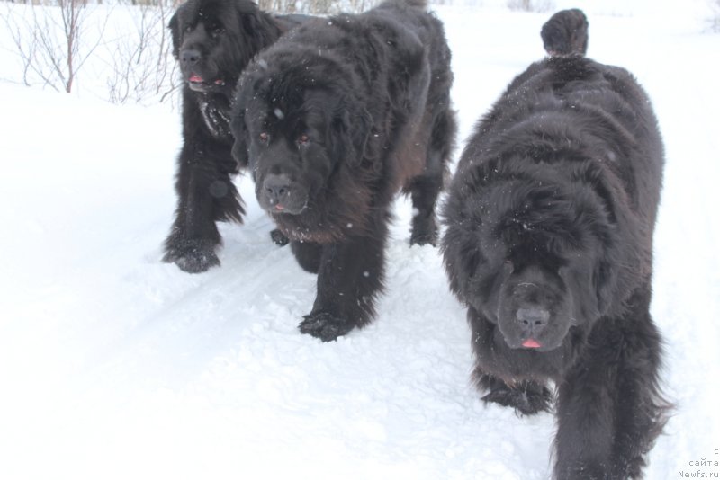 Фото: ньюфаундленд Neretum Tribe Xagrid, ньюфаундленд Gloriya Grand Blek (Глория Гранд Блек), ньюфаундленд YAntarnaya Mechta (Янтарная Мечта)