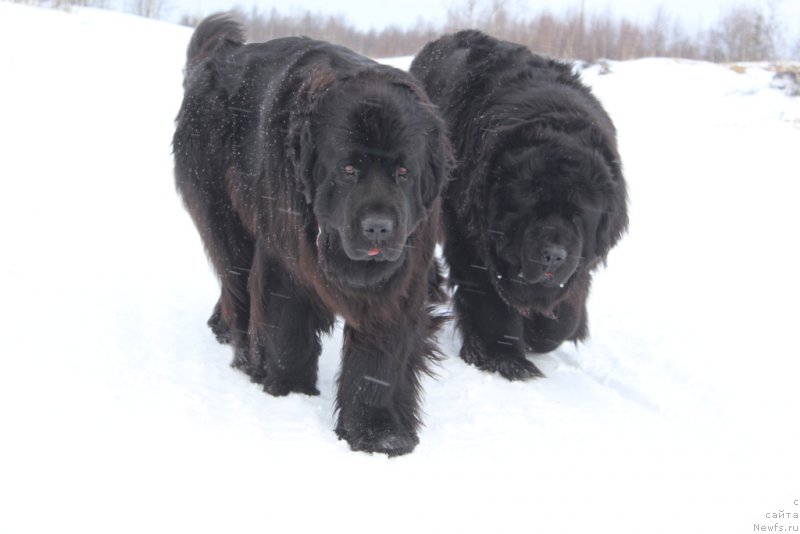 Фото: ньюфаундленд Anabelle Kvin of zye Mountayns (Анабелле Квин оф зэ Моунтайнс), ньюфаундленд YAntarnaya Mechta (Янтарная Мечта)