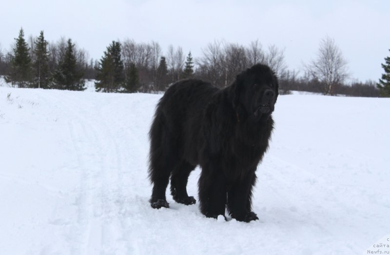 Фото: ньюфаундленд Gloriya Grand Blek (Глория Гранд Блек)