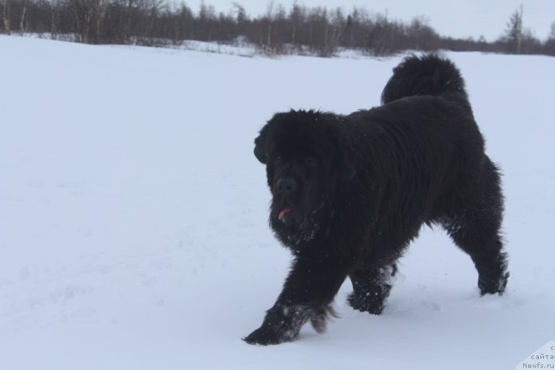 Фото: ньюфаундленд Daymond King (Даймонд Кинг)