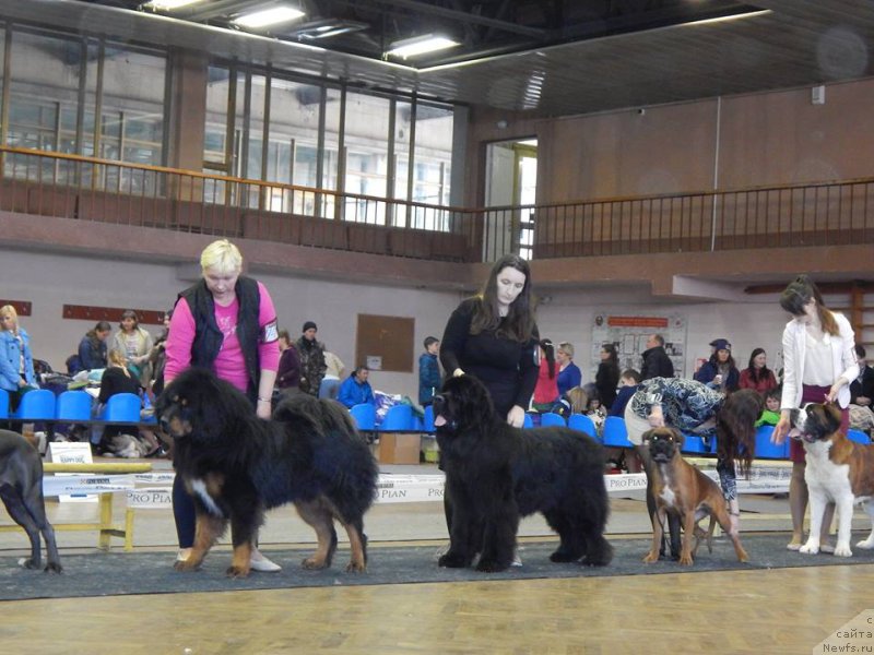 Фото: ньюфаундленд YEvening viz YU (Эвенинг виз Ю)