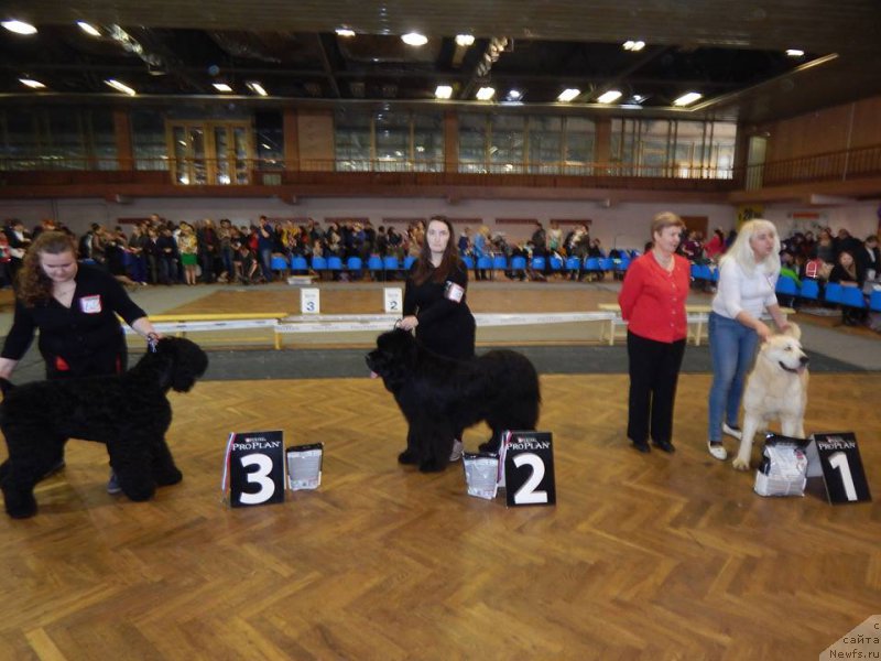 Фото: ньюфаундленд YEvening viz YU (Эвенинг виз Ю)