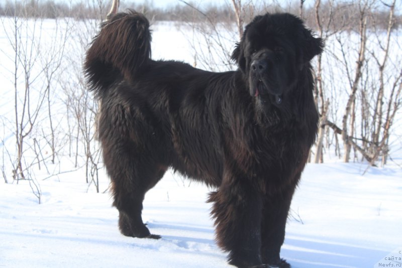 Фото: ньюфаундленд Daymond King (Даймонд Кинг)