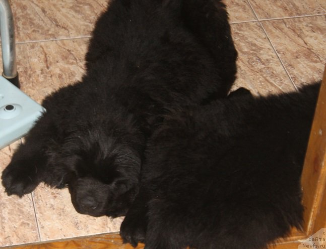 Фотография № 222684