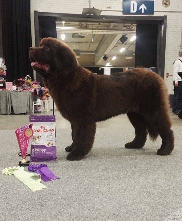 Фото: ньюфаундленд Brownblood MSK Alfa-Romeo Gold Baddy (Браунблад МСК Альфа-Ромео Голд Бадди)