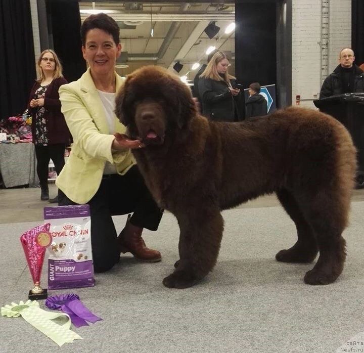 Фото: ньюфаундленд Brownblood MSK Alfa-Romeo Gold Baddy (Браунблад МСК Альфа-Ромео Голд Бадди)