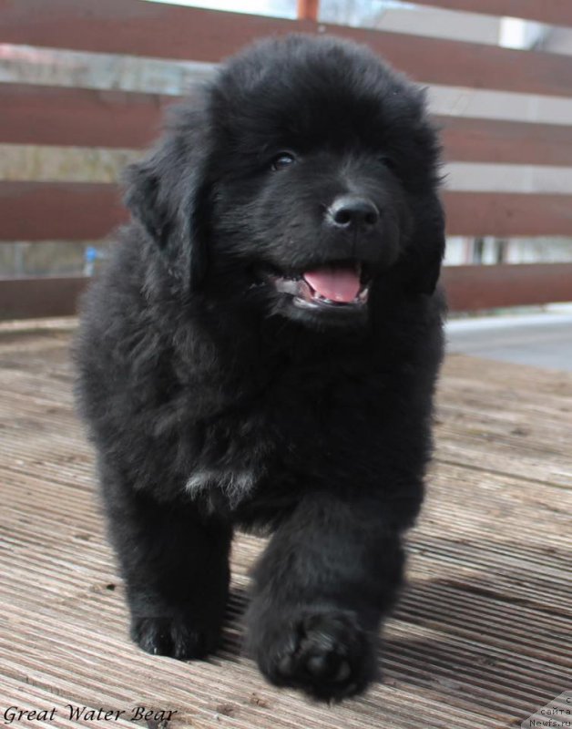 Фото: ньюфаундленд Great Water Bear Fantastic Elliot