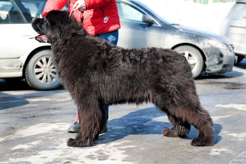 Фотография № 222708