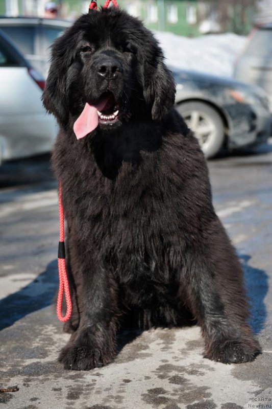 Фотография № 222709