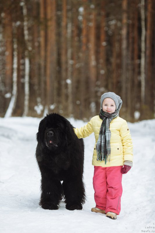 Фото: ньюфаундленд Aquatoriya Kelvin From Siberia at Cayuga (Акватория Келвин Фром Сибириа эт Каюга)