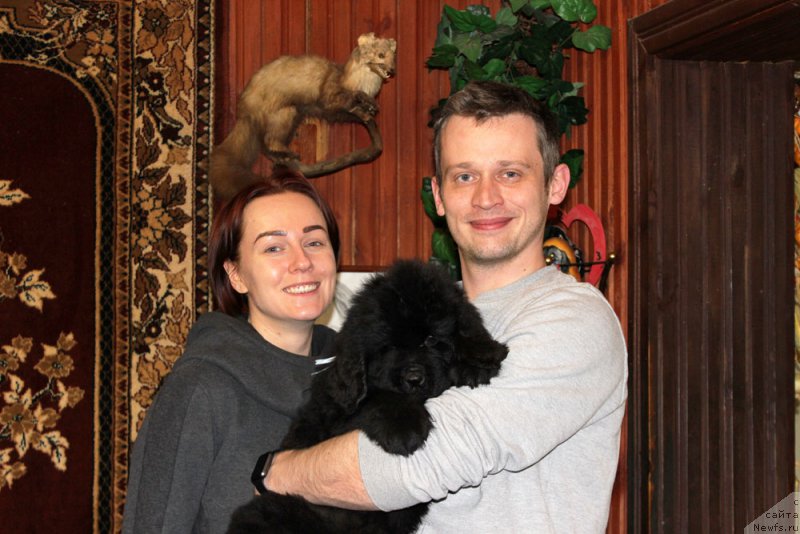 Фото: ньюфаундленд Brownblood MSK Lavy Neman (Браунблад MCК Лави Нэман)