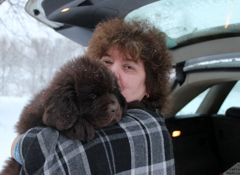 Фото: ньюфаундленд Brownblood MSK Larchie Ardon (Браунблад МСК Ларчи Ардон)