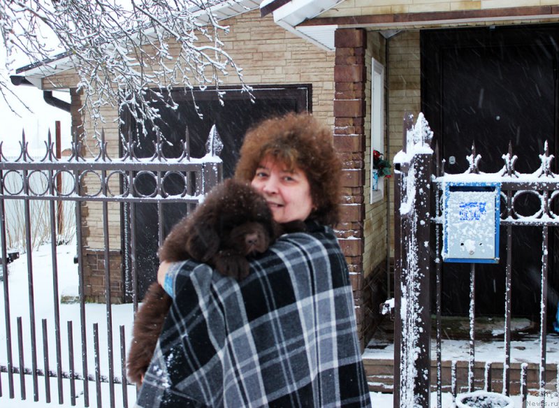 Фото: ньюфаундленд Brownblood MSK Larchie Ardon (Браунблад МСК Ларчи Ардон)