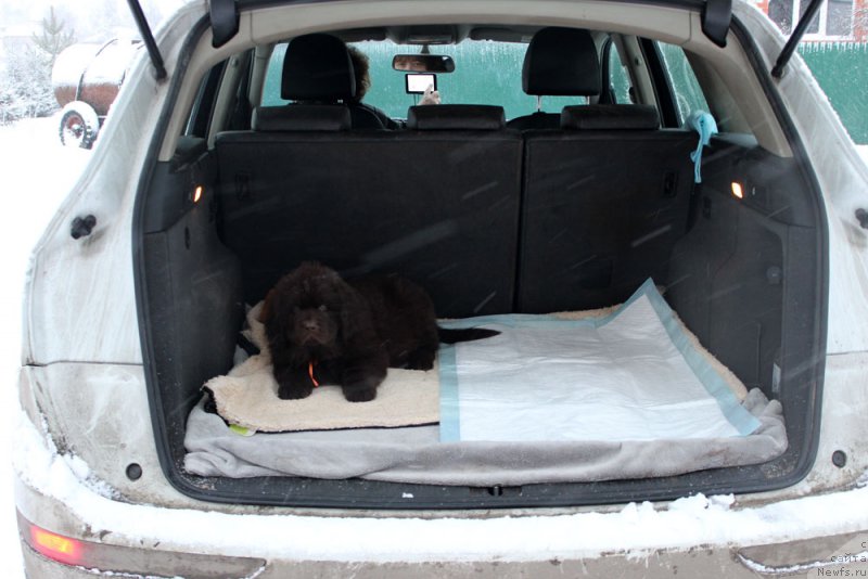 Фото: ньюфаундленд Brownblood MSK Larchie Ardon (Браунблад МСК Ларчи Ардон)