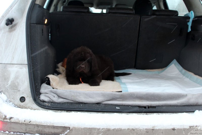 Фото: ньюфаундленд Brownblood MSK Larchie Ardon (Браунблад МСК Ларчи Ардон)