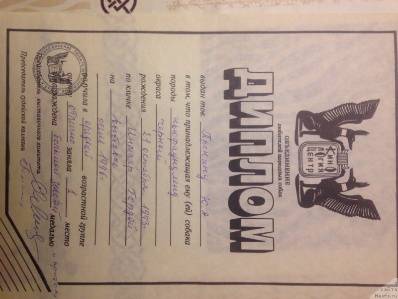 Фото: ньюфаундленд Inmagr Gordey (Инмагр Гордей)