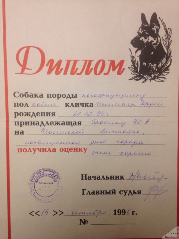 Фото: ньюфаундленд Inmagr Gordey (Инмагр Гордей)