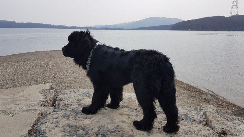 Фото: ньюфаундленд Talisman Morya Korvet (Талисман Моря Корвет)