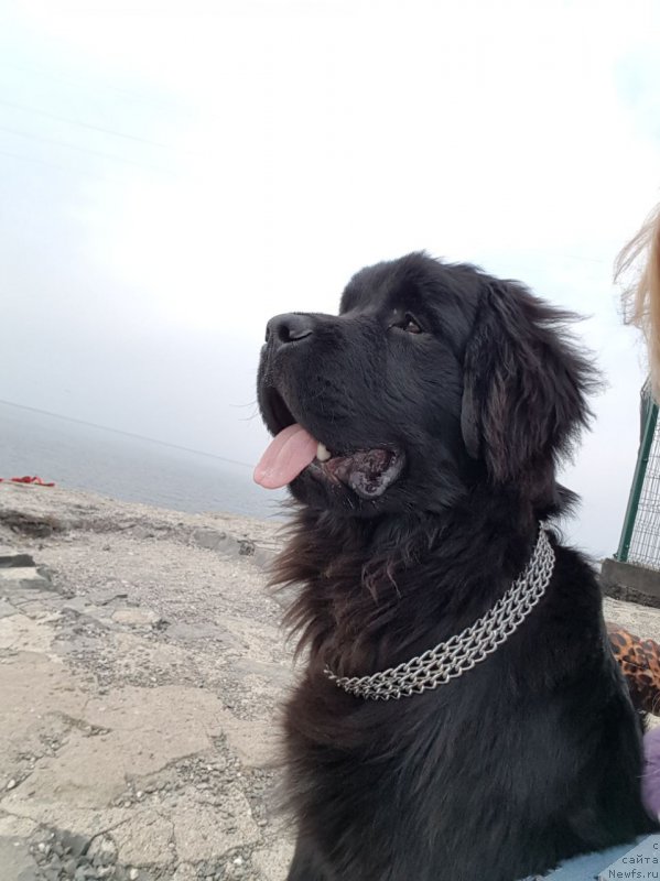 Фото: ньюфаундленд Talisman Morya Korvet (Талисман Моря Корвет)