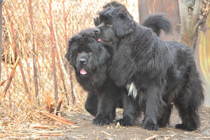 Фото: ньюфаундленд Talisman Morya La-Valetta (Талисман Моря Ла-Валетта), ньюфаундленд Talisman Morya Mishel' (Талисман Моря Мишель)