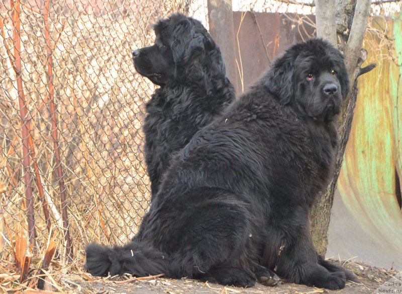 Фото: ньюфаундленд Talisman Morya Magiya Voln (Талисман Моря Магия Волн), ньюфаундленд Talisman Morya La-Valetta (Талисман Моря Ла-Валетта)