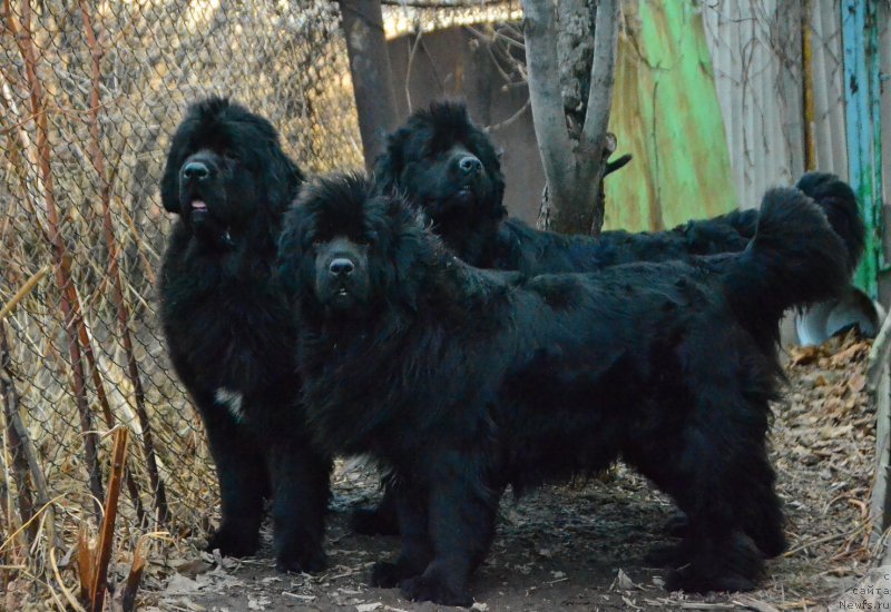 Фото: ньюфаундленд Talisman Morya La-Valetta (Талисман Моря Ла-Валетта), ньюфаундленд Talisman Morya Mishel' (Талисман Моря Мишель), ньюфаундленд Talisman Morya Magiya Voln (Талисман Моря Магия Волн)