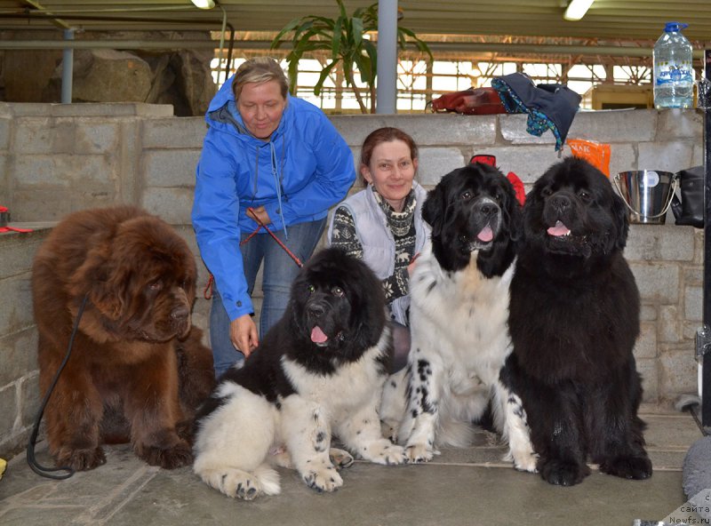 Фото: ньюфаундленд Brownblood MSK Veles Alister (Браунблад МСК Велес Алистер), ньюфаундленд Super Bizon Tagor (Супер Бизон Тагор), ньюфаундленд Moon Brook Dakota (Моон Броок Дакота), ньюфаундленд Moon Brook Dark Horse (Моон Броок Дарк Хорсе)