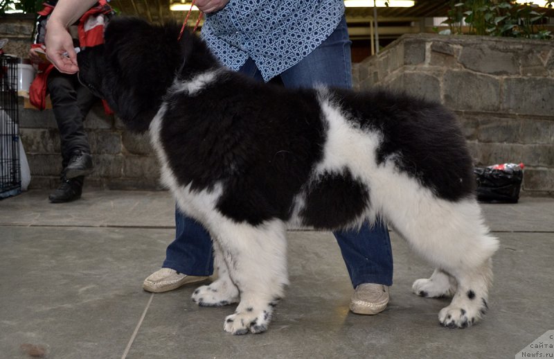 Фотография № 222742