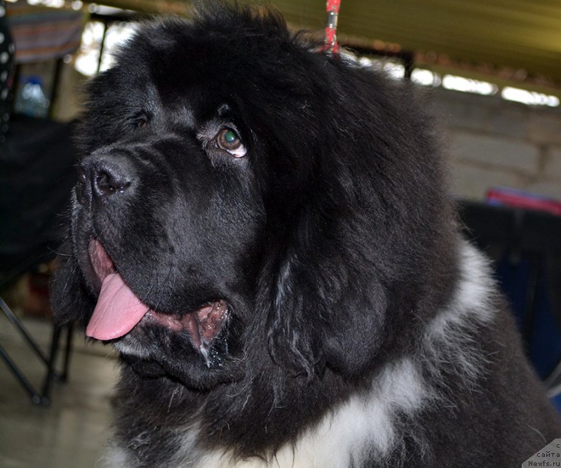 Фото: ньюфаундленд Super Bizon Tagor (Супер Бизон Тагор)