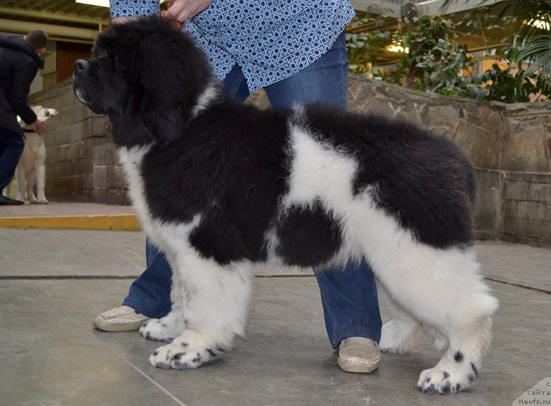 Фото: ньюфаундленд Super Bizon Tagor (Супер Бизон Тагор)