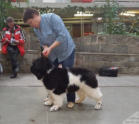 Фото: ньюфаундленд Super Bizon Tagor (Супер Бизон Тагор)