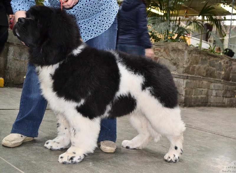 Фото: ньюфаундленд Super Bizon Tagor (Супер Бизон Тагор)