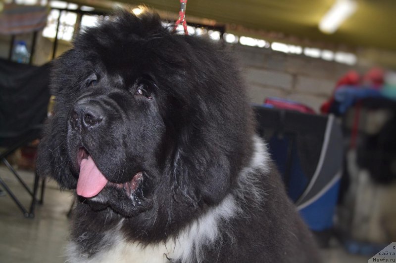 Фото: ньюфаундленд Super Bizon Tagor (Супер Бизон Тагор)