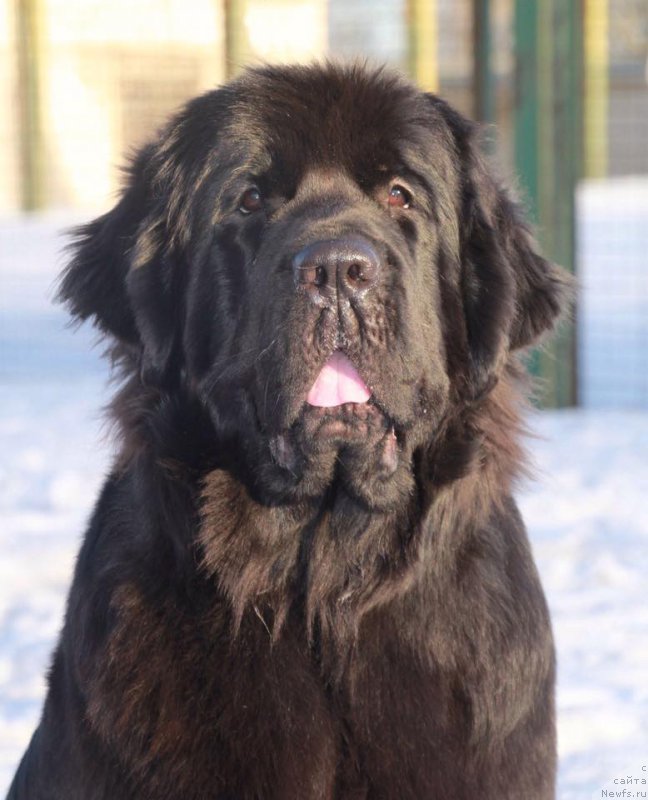 Фото: ньюфаундленд YElegant Ledi (Элегант Леди)