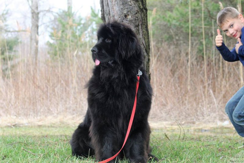 Фото: ньюфаундленд Leysi Lu (Лейси Лу)