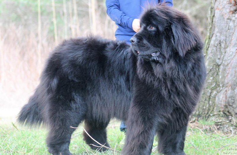 Фото: ньюфаундленд Leysi Lu (Лейси Лу)