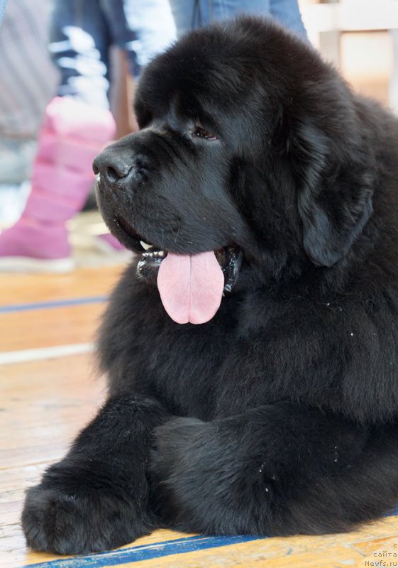 Фотография № 222757