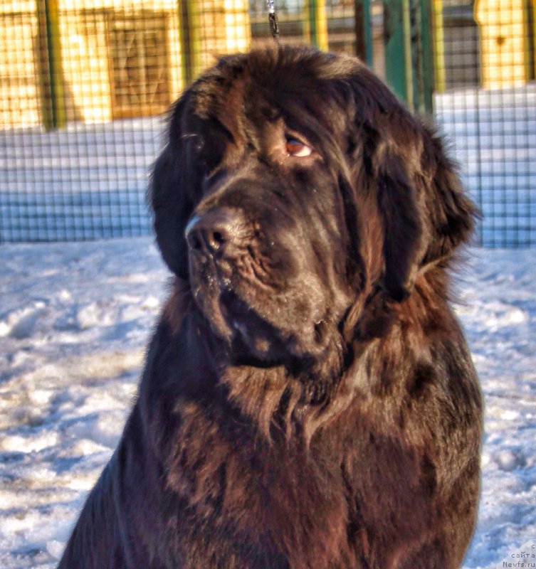 Фото: ньюфаундленд YElegant Ledi (Элегант Леди)