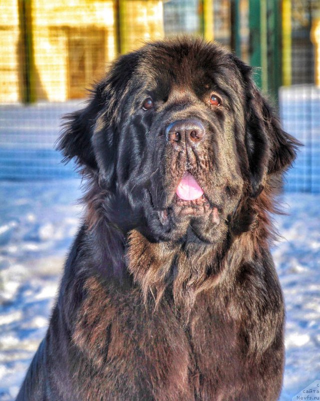 Фото: ньюфаундленд YElegant Ledi (Элегант Леди)