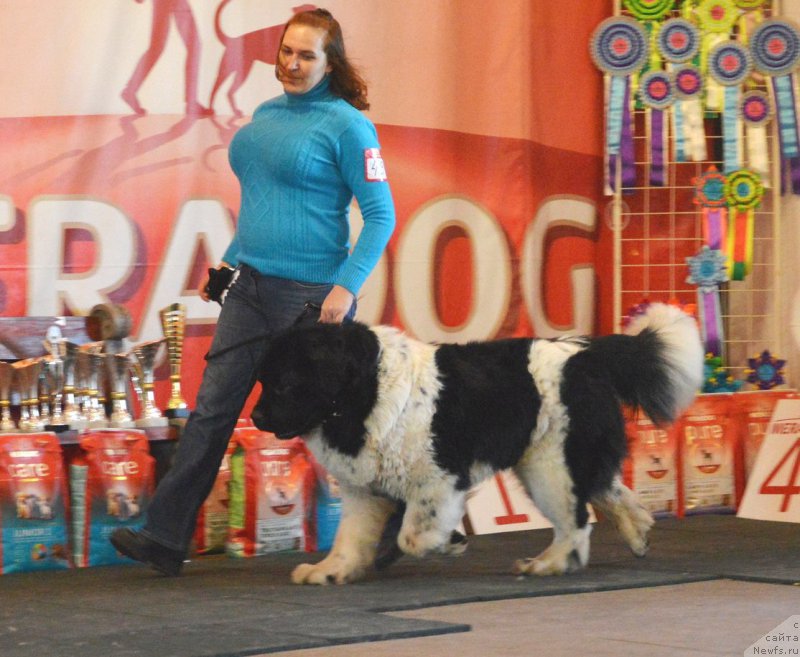 Фотография № 222765