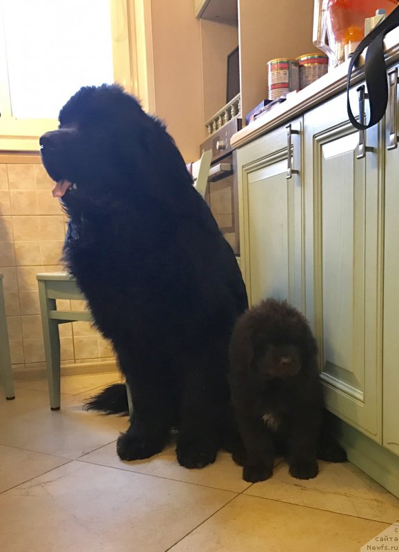 Фото: ньюфаундленд Brownblood MSK Larchie Ardon (Браунблад МСК Ларчи Ардон), ньюфаундленд CHarl'z Balu Blek Biar (Чарльз Балу Блек Биар)