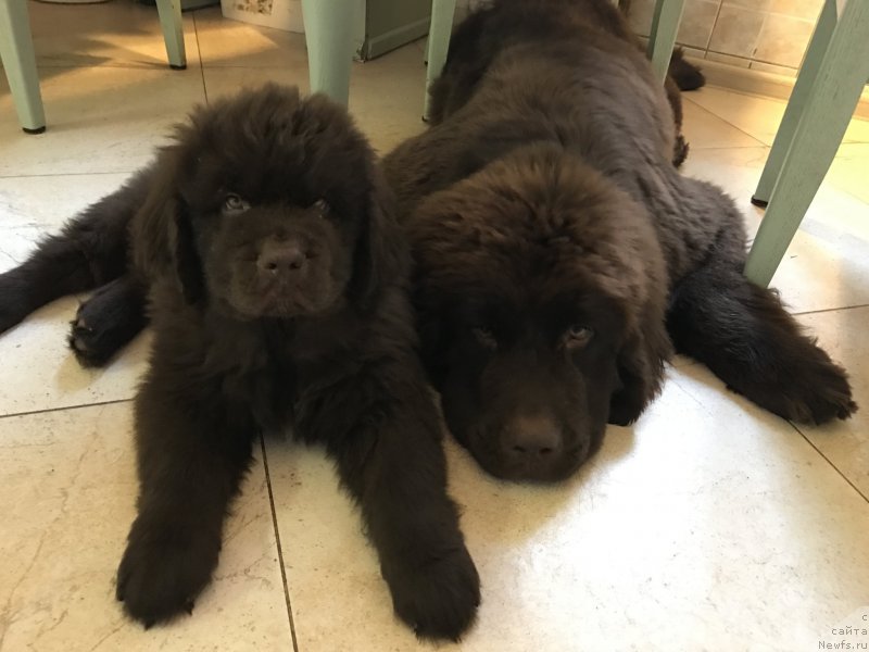 Фото: ньюфаундленд Brownblood MSK Larchie Ardon (Браунблад МСК Ларчи Ардон), ньюфаундленд Brownblood MSK Audi Red Less (Браунблад МСК Ауди Рэд Лэсс)