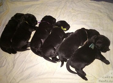 Фото: ньюфаундленд N'yufort Bavariya (Ньюфорт Бавария)