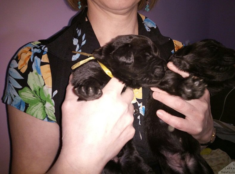 Фото: ньюфаундленд N'yufort Bavariya (Ньюфорт Бавария)