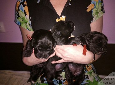 Фото: ньюфаундленд N'yufort Bavariya (Ньюфорт Бавария)