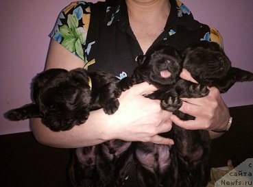 Фото: ньюфаундленд N'yufort Bavariya (Ньюфорт Бавария)