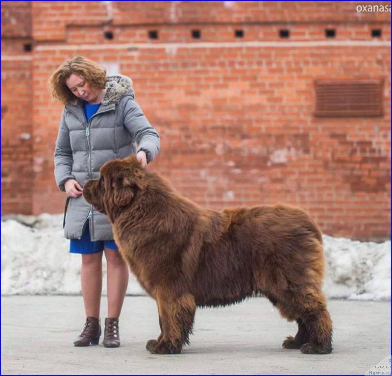 Фото: ньюфаундленд Brownblood MSK Veles Alister (Браунблад МСК Велес Алистер)