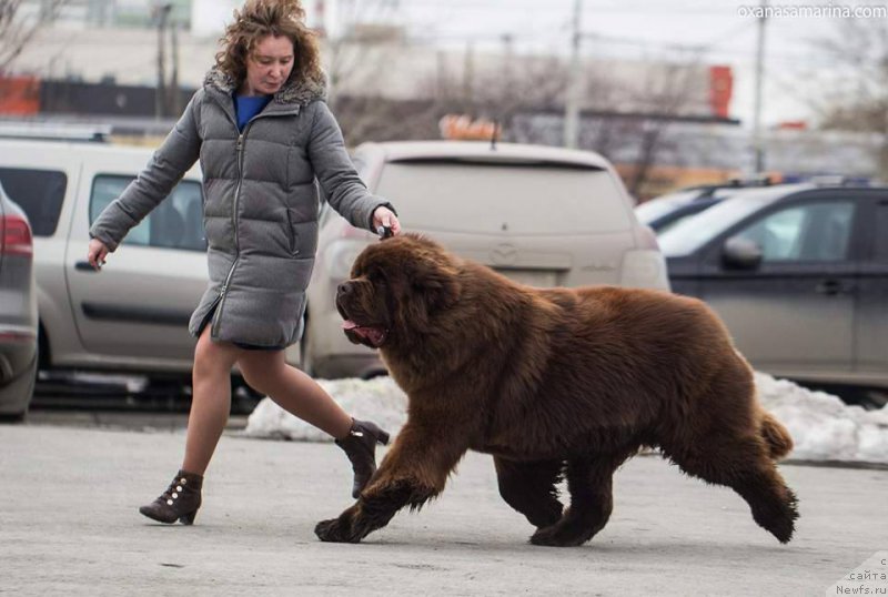 Фото: ньюфаундленд Brownblood MSK Veles Alister (Браунблад МСК Велес Алистер)